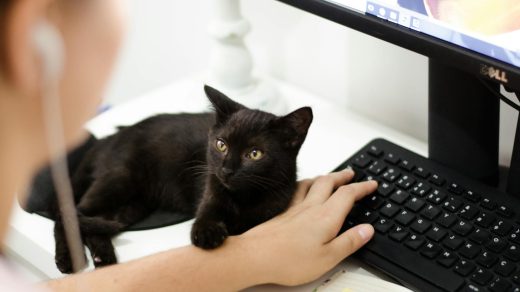 A black cat resting on a desk by a computer keyboard with a person present.