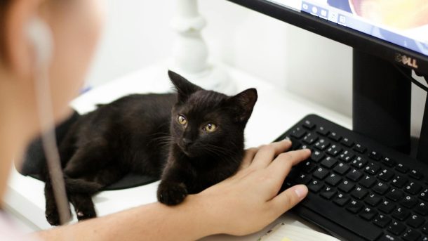 A black cat resting on a desk by a computer keyboard with a person present.